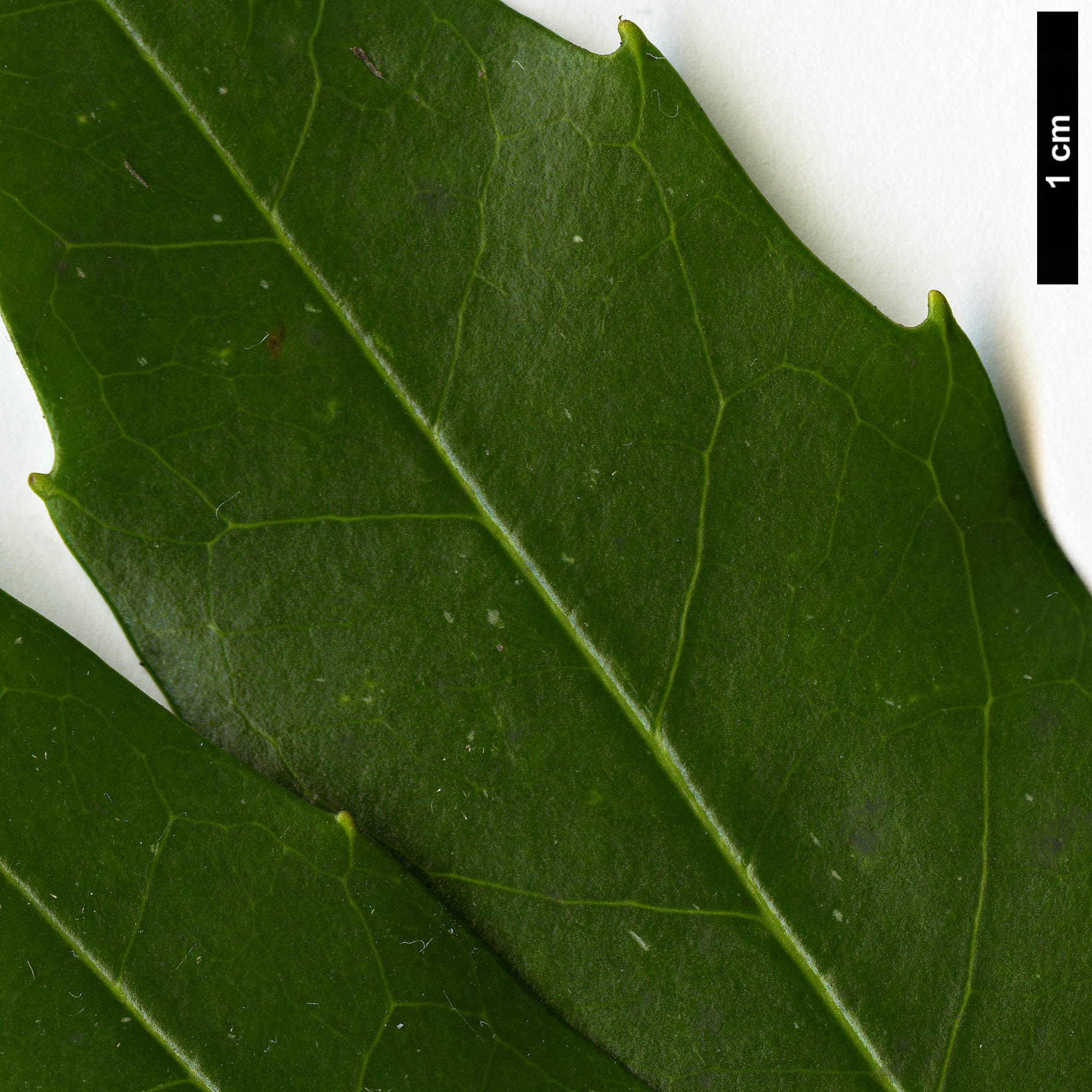 High resolution image: Family: Garryaceae - Genus: Aucuba - Taxon: japonica - SpeciesSub: f. longifolia